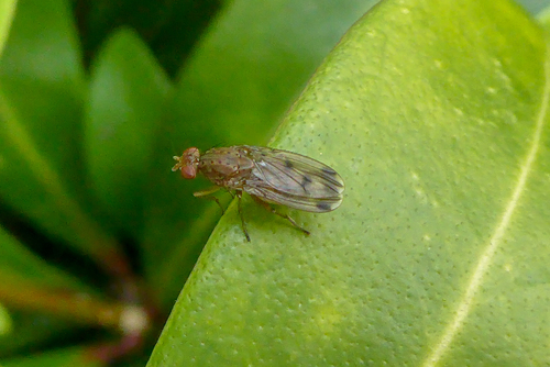 Suillia variegata, 's-Gravenland, Capelle aan den IJssel, Nederland, photo 4 of 10