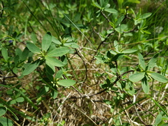 Daphne alpina