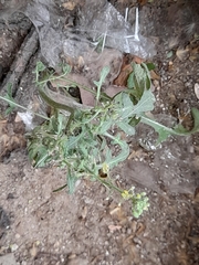 Cichorieae
