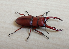 Prosopocoilus astacoides