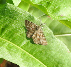 Ematurga