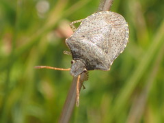 Euschistus conspersus