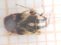 Cyphodema instabilis