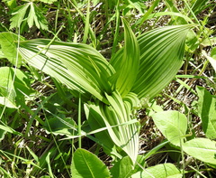 Veratrum nigrum