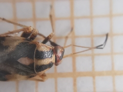 Cyphodema instabilis