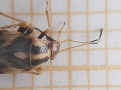 Cyphodema instabilis
