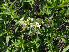Daphne alpina