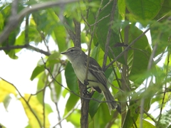 Nesotriccus incomtus