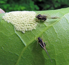 Periphyllus testudinaceus