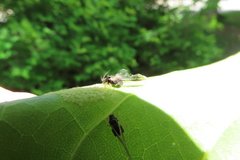 Periphyllus testudinaceus