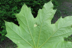 Periphyllus testudinaceus