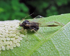 Periphyllus testudinaceus