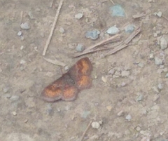 Leptostales rubromarginaria