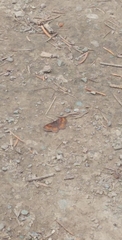 Leptostales rubromarginaria