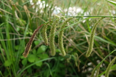 Carex agastachys