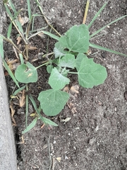 Chenopodium