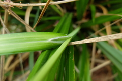 Carex agastachys