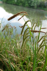Carex agastachys