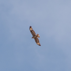 Buteo buteo