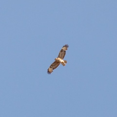 Buteo buteo