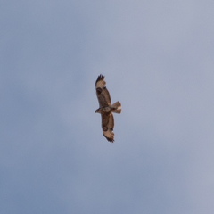Buteo buteo