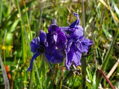 Delphinium decorum decorum