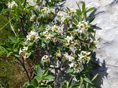 Daphne alpina