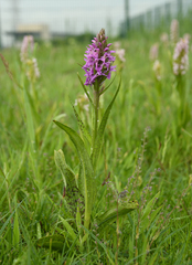 Dactylorhiza × kerneriorum