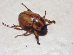 Cyclocephala annamariae