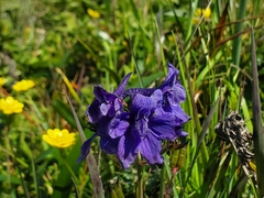 Delphinium decorum decorum