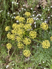 Lomatium suksdorfii