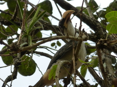 Ocyceros gingalensis