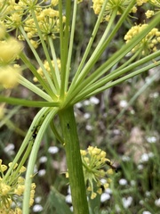 Lomatium suksdorfii