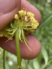 Lomatium suksdorfii