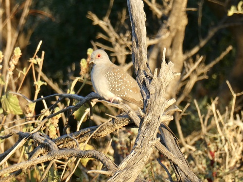 Diamond Dove