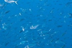 Trachinotus stilbe