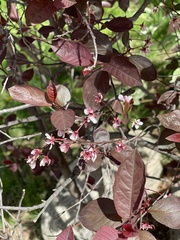 Prunus cistena