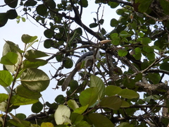 Ocyceros gingalensis