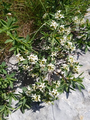 Daphne alpina