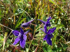 Delphinium decorum decorum