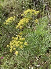 Lomatium suksdorfii