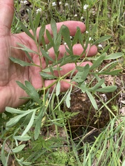 Lomatium suksdorfii