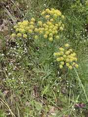 Lomatium suksdorfii
