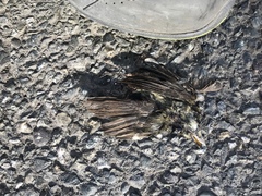 Empidonax difficilis