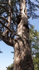 Pinus nigra laricio