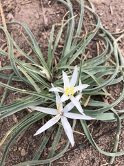 Leucocrinum montanum