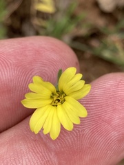 Madia citriodora