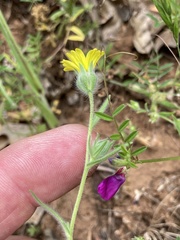 Madia citriodora