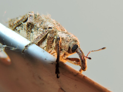 Phelypera distigma