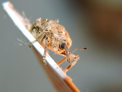 Phelypera distigma